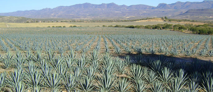 Where to Enjoy National Tequila Day in Denver