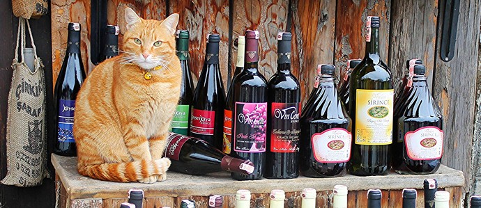 Sip Drinks, Save Cats at Pours for Paws Events Around Denver